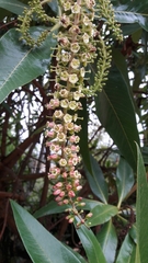 Escallonia pendula