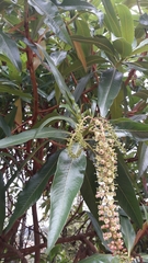 Escallonia pendula