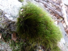 Dicranoloma menziesii