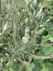 Melilotus albus image