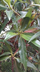 Escallonia pendula