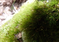 Dicranoloma menziesii