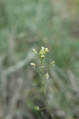 Camelina microcarpa