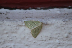 Synchlora bistriaria