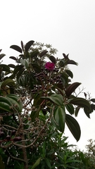 Meriania nobilis