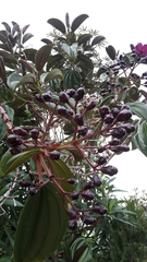 Meriania nobilis