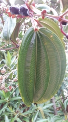 Meriania nobilis