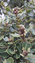 Ilex kunthiana
