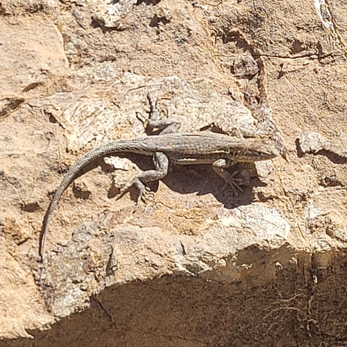 iNaturalist observation photo of Western Side-blotched Lizard
