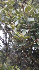 Ilex kunthiana