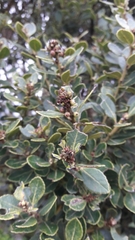 Ilex kunthiana