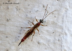 Clistopyga incitator