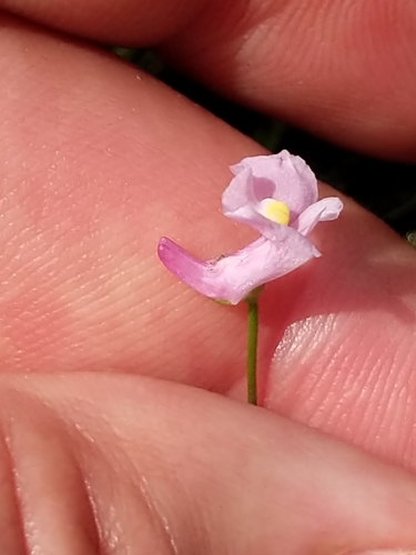 Image of Utricularia resupinata by no rights reserved