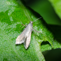 Schreckensteinia erythriella
