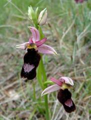 Ophrys bertolonii benacensis