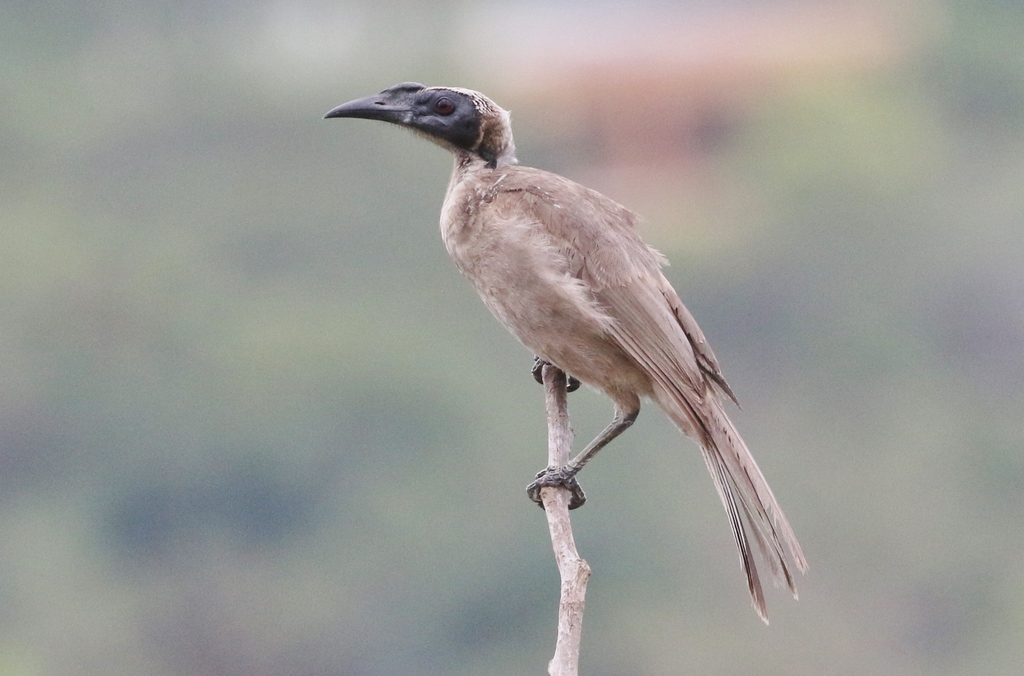 Helmeted Friarbird photo