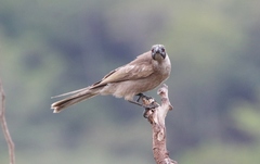Philemon buceroides yorki