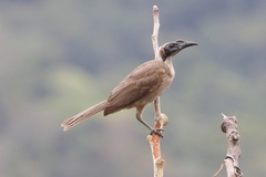 Philemon buceroides yorki