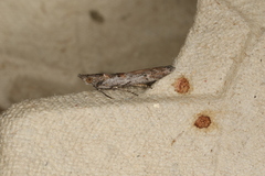 Crocydopora cinigerella