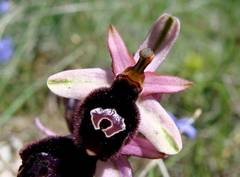 Ophrys bertolonii benacensis