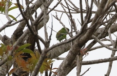 Cyclopsitta diophthalma