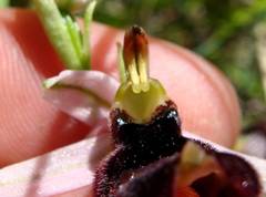 Ophrys bertolonii benacensis