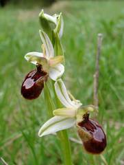 Ophrys exaltata