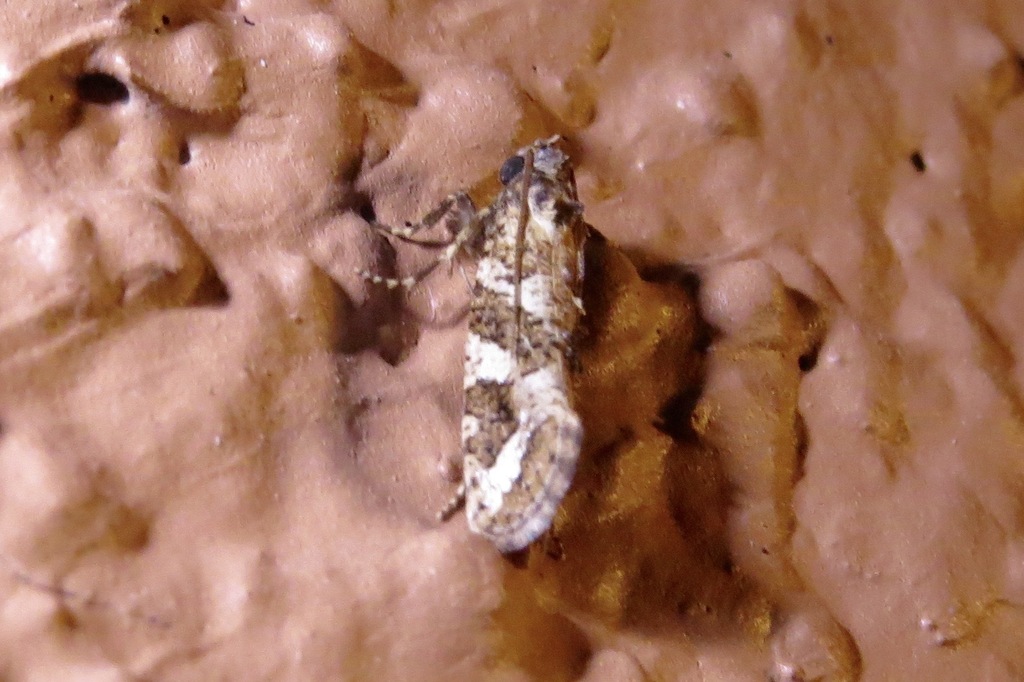 Acrolophus crescentella