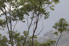 Eucalyptus pellita