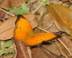 Cirrochroa malaya