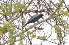 Edolisoma tenuirostre