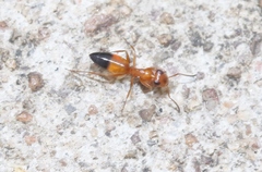 Opisthopsis haddoni