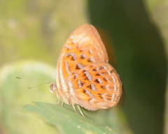 Taxila haquinus