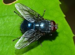 Calliphoroides antennatis