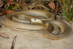 Coastal Taipan photo 3