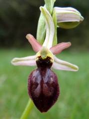 Ophrys exaltata