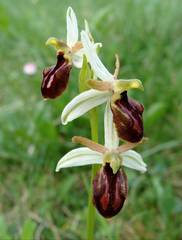 Ophrys exaltata