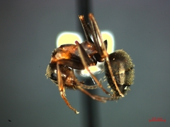 Formica rufibarbis