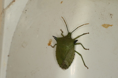 Biprorulus bibax