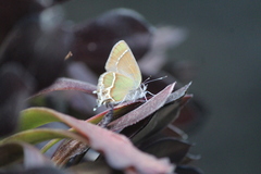 Callophrys xami xami