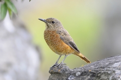 Cape Rock Thrush photo 2