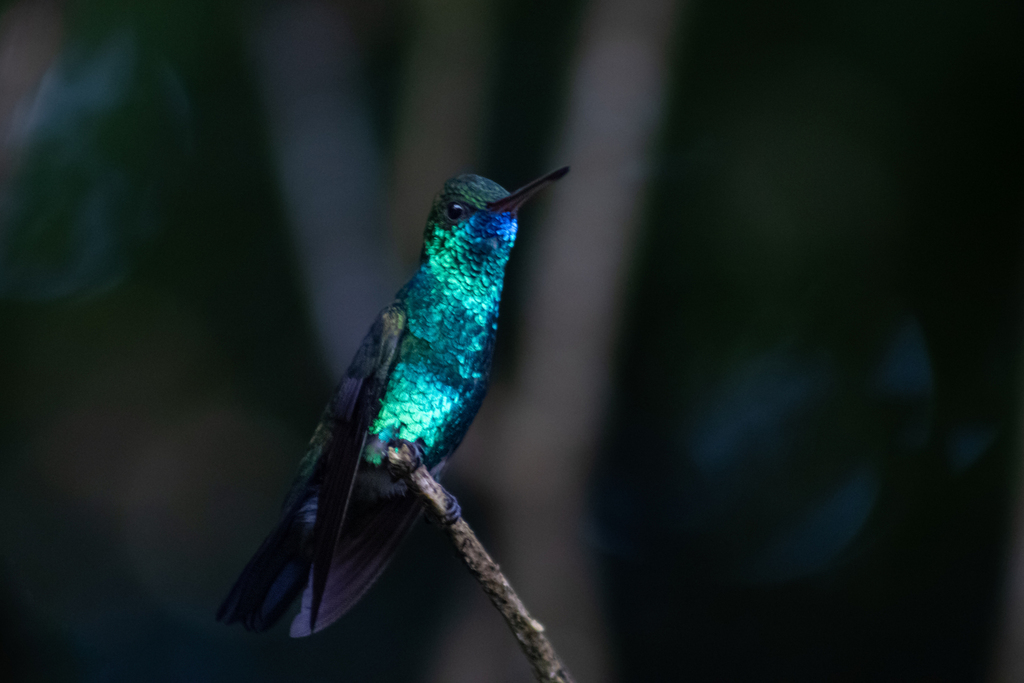 Blue-chinned Emerald
