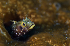 Spinyhead Blenny photo 5