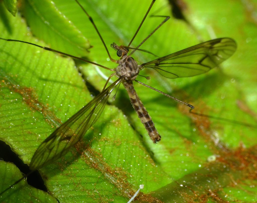 Leptotarsus cubitalis