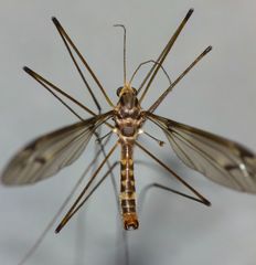 Leptotarsus cubitalis