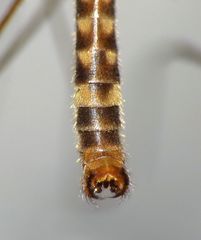 Leptotarsus cubitalis