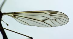 Leptotarsus cubitalis