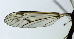 Leptotarsus cubitalis
