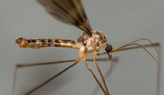 Leptotarsus cubitalis
