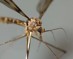 Leptotarsus cubitalis